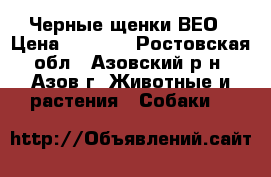 Черные щенки ВЕО › Цена ­ 5 000 - Ростовская обл., Азовский р-н, Азов г. Животные и растения » Собаки   